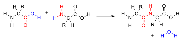 File:AminoacidCondensation.svg