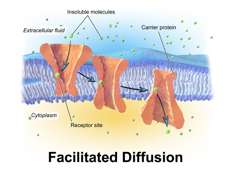 File:Blausen 0394 Facilitated Diffusion.png