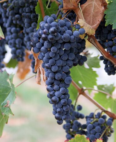 File:Grapes.jpg