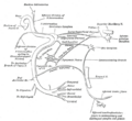 Facial nerve and its branches