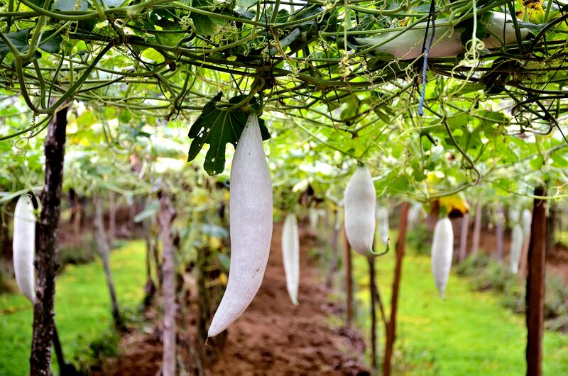 File:Trichosanthes cucumerina (snake gourd).jpg