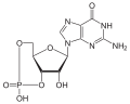 Cyclic guanosine monophosphate (cGMP) structure