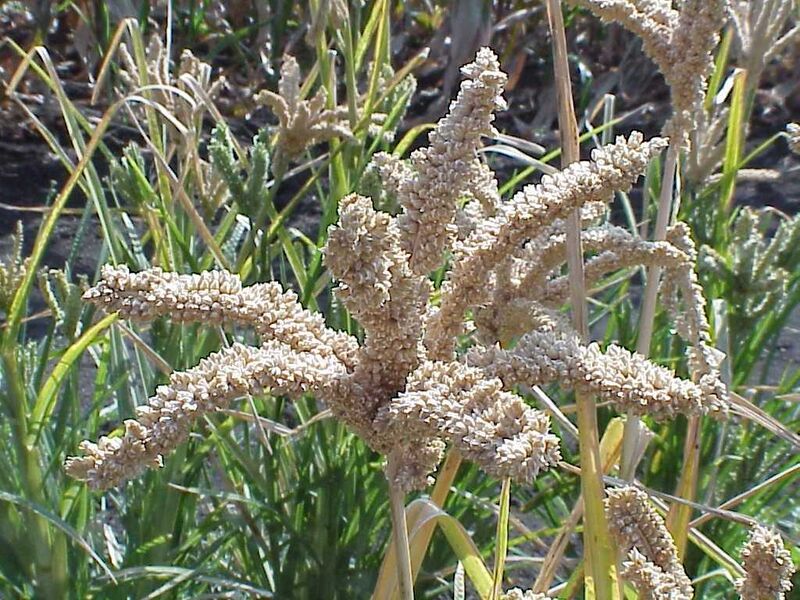 File:Finger millet 3 11-21-02.jpg