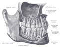 Premolar