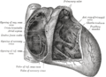 Endocardium