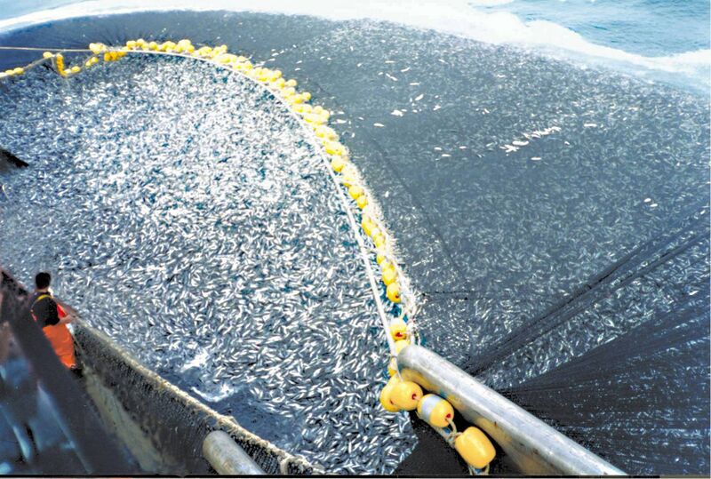 File:Trawlers overfishing cod.jpg