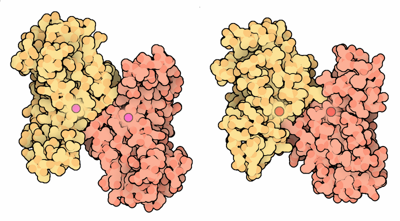 File:094-SuperoxideDismutase-Mn Fe 2mers.png