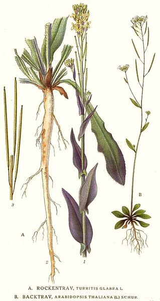 File:194 Arabidopsis thaliana, Turritis glabra.jpg