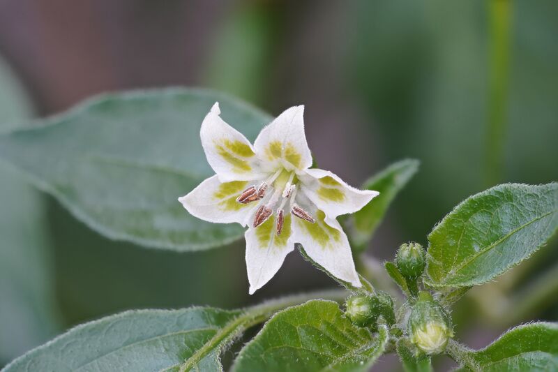 File:20210812 Lemon drop blossom.jpg