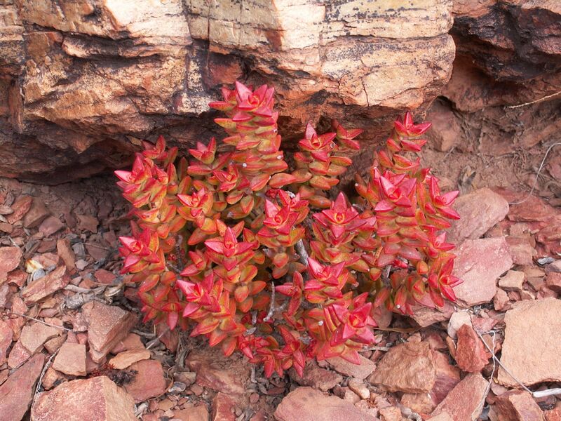 File:Crassula rupestris-PICT3087.jpg