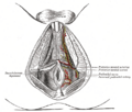 The internal pudendal artery and its branches
