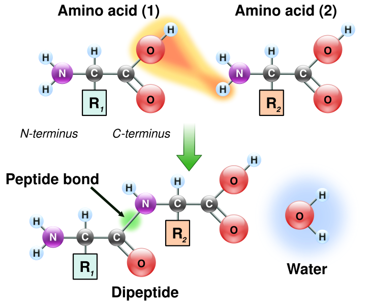 File:Peptidformationball.svg