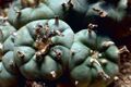 Psychoactive_plant