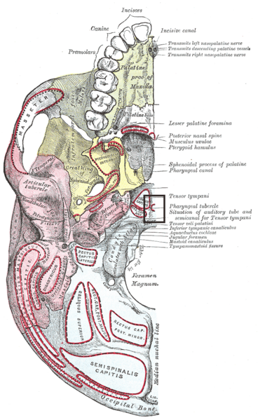 File:Tuberculum pharyngeum.PNG