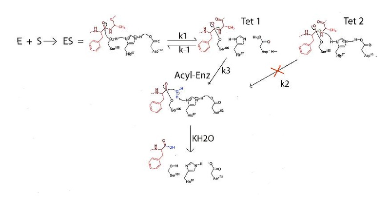 File:062821 Chymotrypsin Tetrahedral Intermediates.pdf