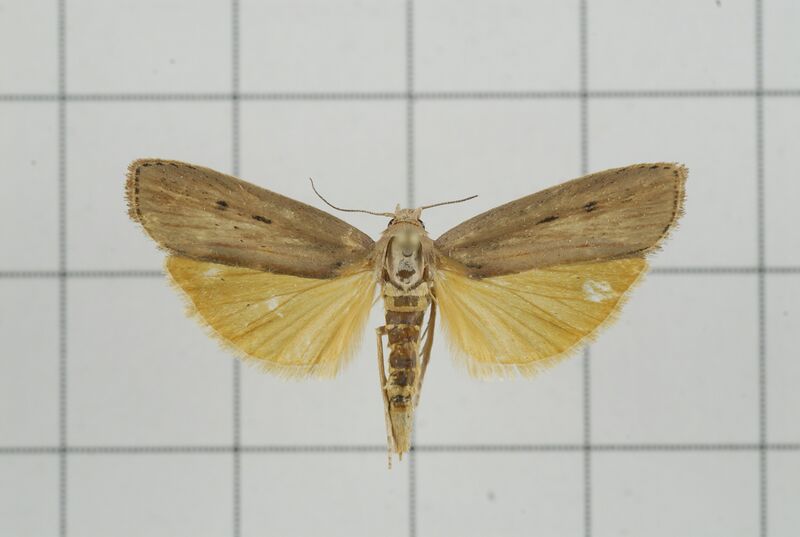 File:A35-20150609-223 (20321102264).jpg