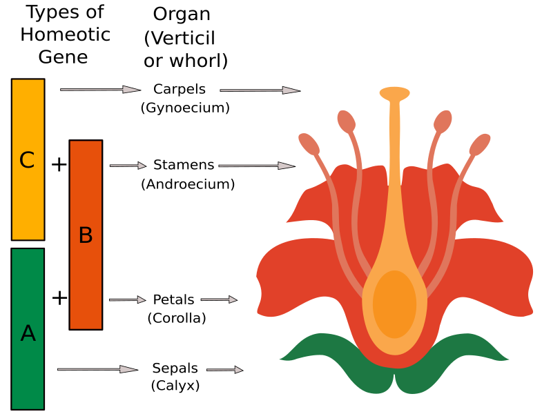 File:ABC Model.svg