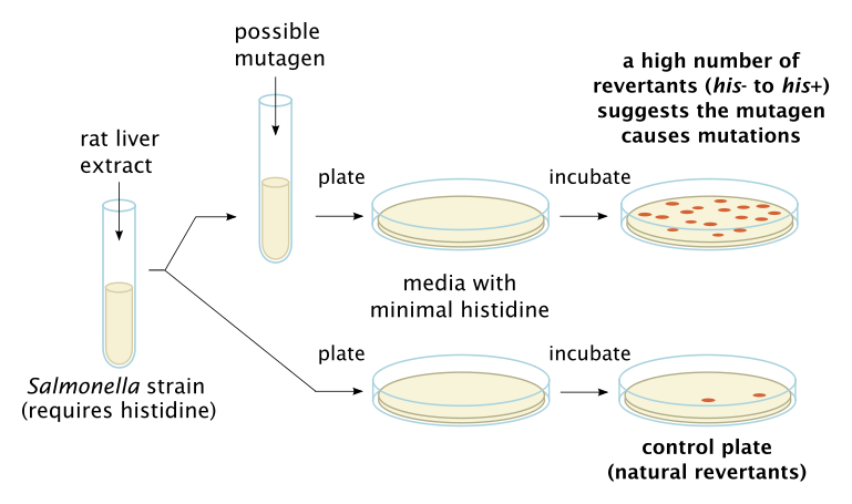 File:Ames test.svg