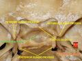 Thumbnail for version as of 13:38, 8 June 2026