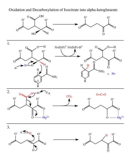 File:IDHcatalyticmechanism-en.svg