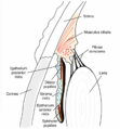 Iris (anatomy)