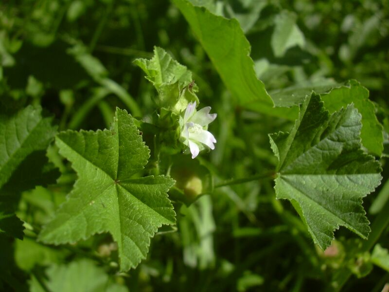 File:Malva parviflora small.jpg