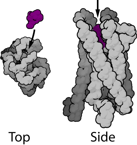 File:Mu-opioid receptor (GPCR).png