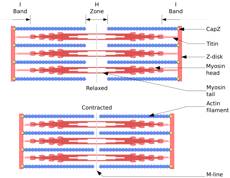 File:Sarcomere.svg