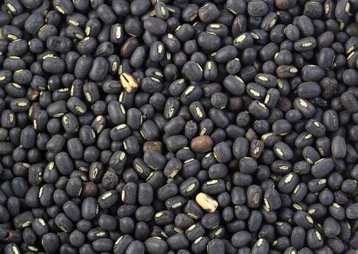 File:Black gram.jpg