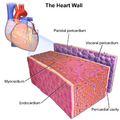 Heart wall structure