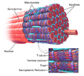 Skeletal muscle diagram