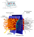 Thumbnail for version as of 01:20, 2 June 2026