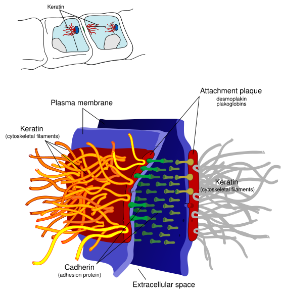 File:Desmosome cell junction en.svg