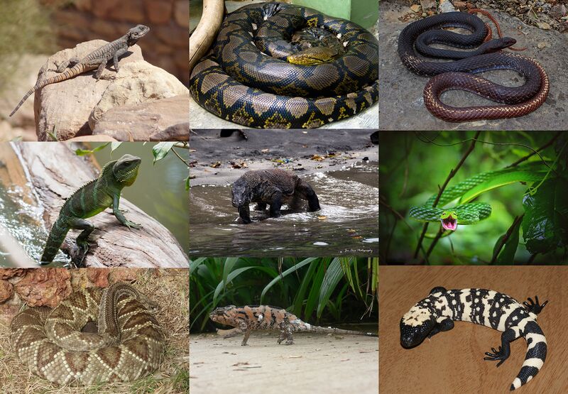 File:Squamata-01.jpg
