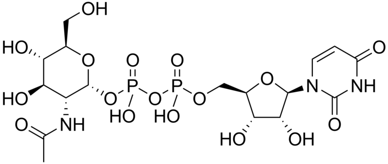 File:UDP-N-acetylglucosamine.png