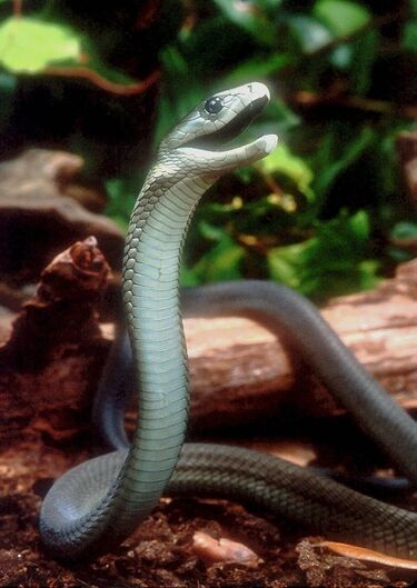File:Dendroaspis polylepis by Bill Love.jpg