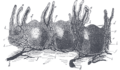 Thumbnail for version as of 17:28, 18 May 2026