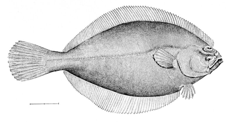 File:Hippoglossoides platessoides.jpg