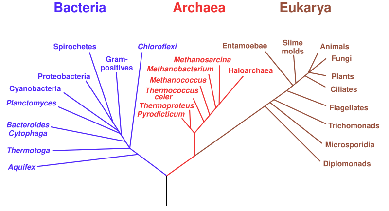 File:Phylogenetic tree.svg