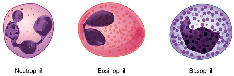 File:1907 Granular Leukocytes.jpg