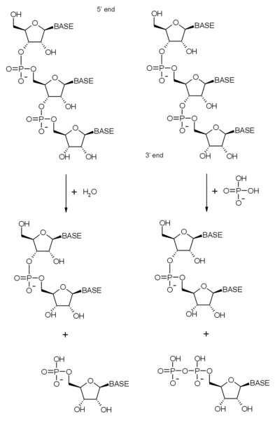 File:3' RNA degradation.png