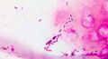Thumbnail for version as of 13:39, 8 June 2026