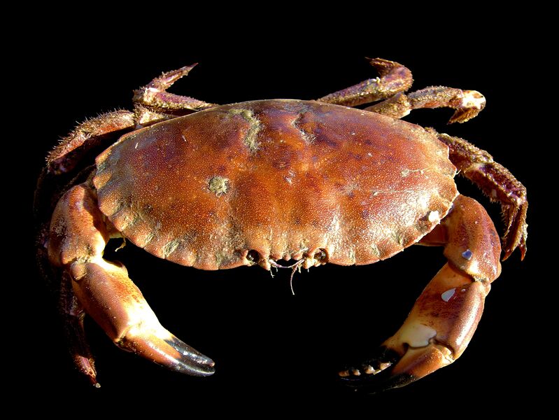 File:Cancer pagurus.jpg