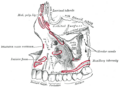 Premolar