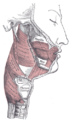 Hyoid bone anatomy illustration