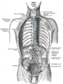 Gray's Anatomy illustration of the lymphatic system