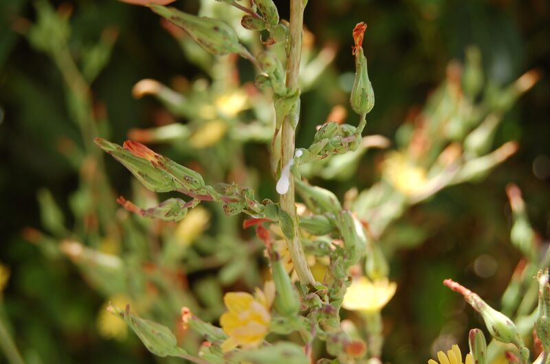 File:Lactuca virosa bleeding.JPG