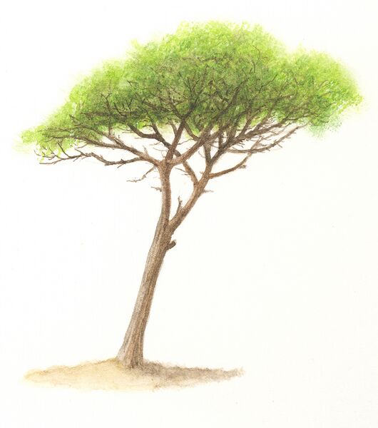 File:Pinus pinea tree illustration.jpg
