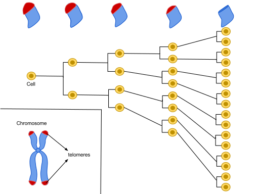 File:Hayflick Limit (1).svg