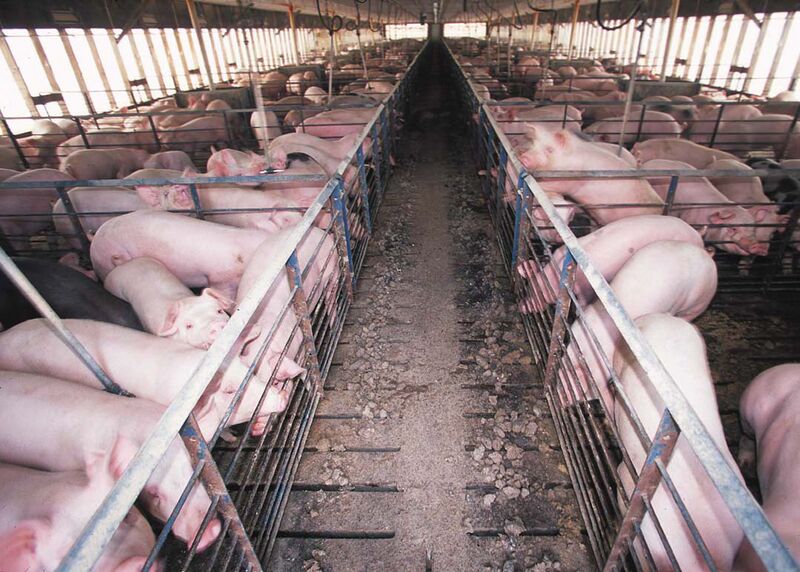 File:Hog confinement barn interior.jpg